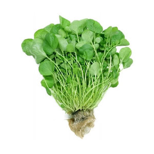 AGRIÃO HIDROPÔNICO					